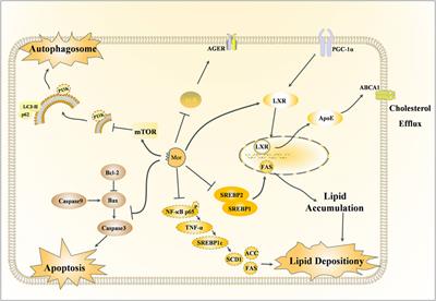 A review of the sources and pharmacological research of morroniside